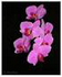 Kadeřnictví Orchidea