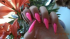 Karolnails